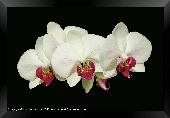 orchids Framed Print by allan somerville