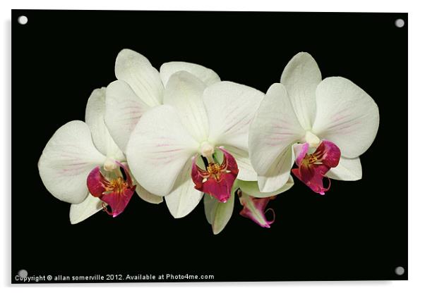 orchids Acrylic by allan somerville