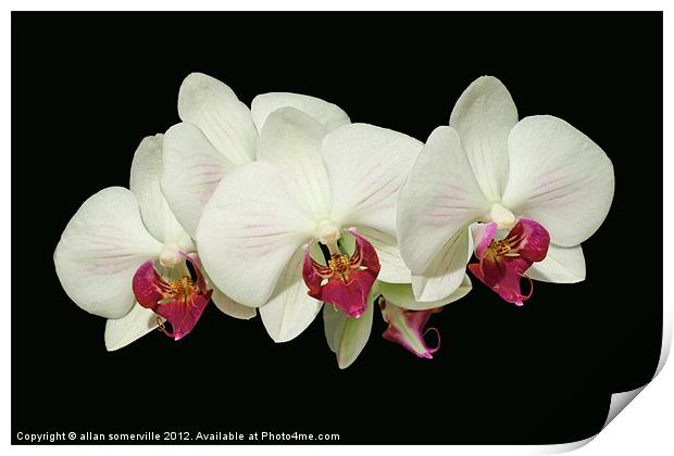 orchids Print by allan somerville