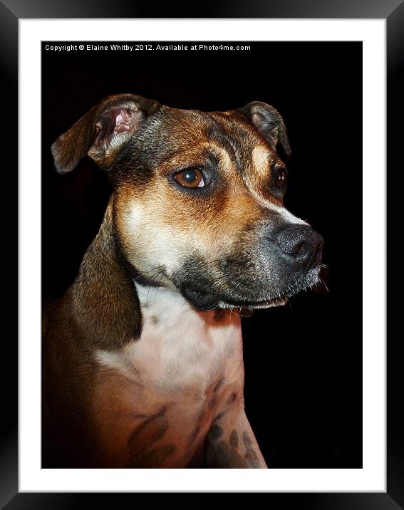 Megan Staffordshire Bull Terrier Framed Mounted Print by Elaine Whitby