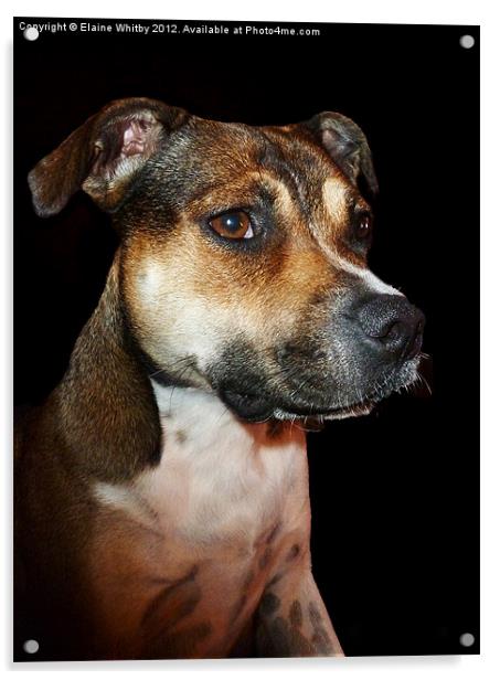 Megan Staffordshire Bull Terrier Acrylic by Elaine Whitby