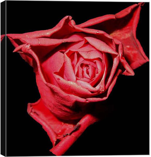 Red, Red Rose Canvas Print by Dawn Gillies