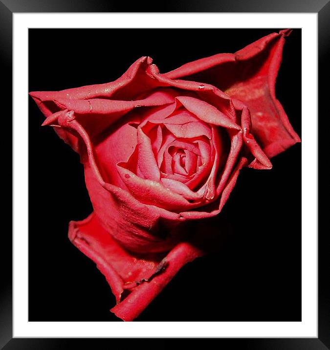 Red, Red Rose Framed Mounted Print by Dawn Gillies