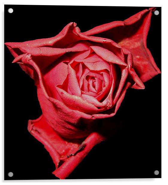 Red, Red Rose Acrylic by Dawn Gillies