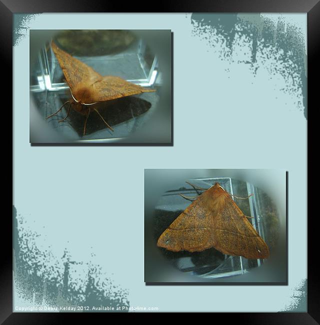 Feathered Thorn Moth - Colotois pennaria) Framed Print by Debra Kelday