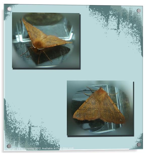Feathered Thorn Moth - Colotois pennaria) Acrylic by Debra Kelday