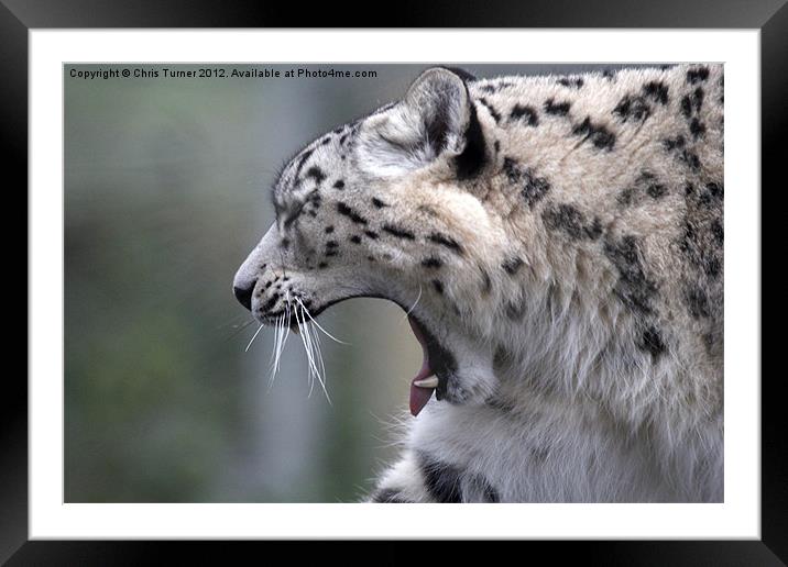 Snow leopard (Uncia uncia or Panthera uncia) Framed Mounted Print by Chris Turner