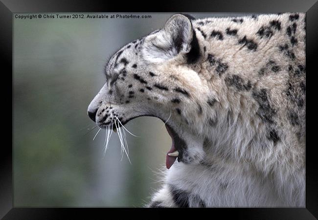 Snow leopard (Uncia uncia or Panthera uncia) Framed Print by Chris Turner