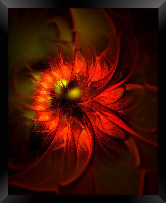 Flame Lily Framed Print by Amanda Moore