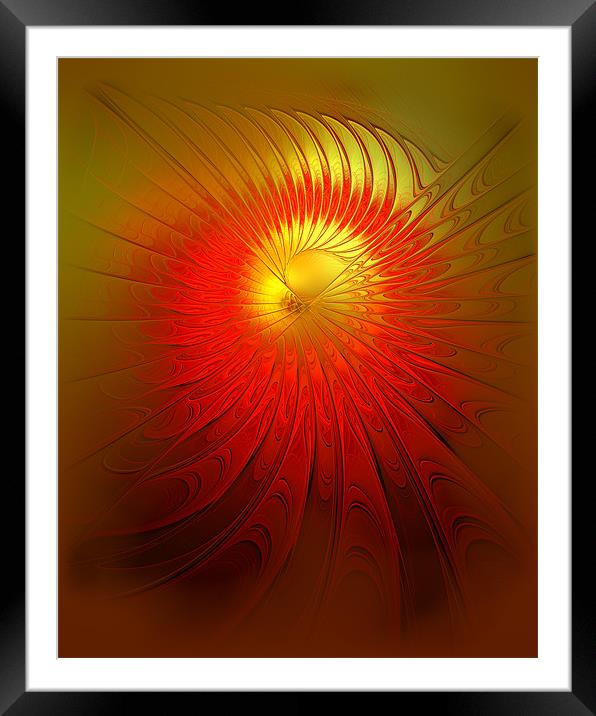 Sunflower Aflame Framed Mounted Print by Amanda Moore