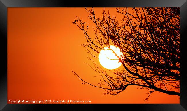 sunset series- winter tree silhouette Framed Print by anurag gupta