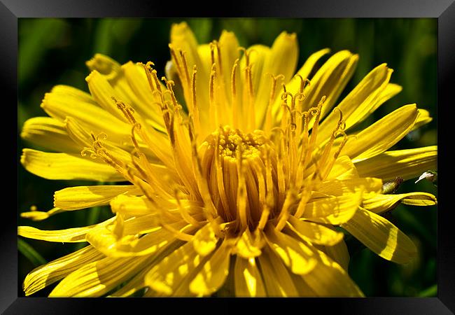 A Dandelion close-up in the summer sunshine Framed Print by Dave Frost