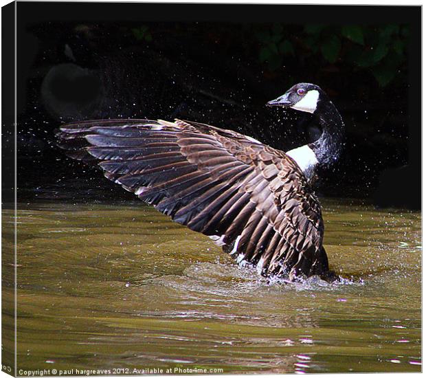 canadian goose. Canvas Print by paul hargreaves