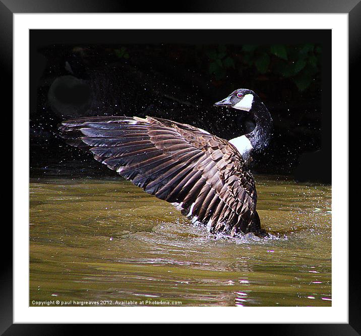canadian goose. Framed Mounted Print by paul hargreaves