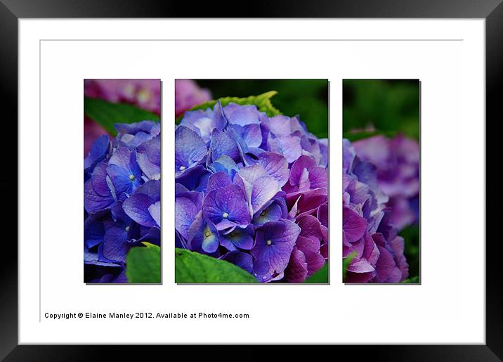 Hydrangeas inShades of Pink ,Blue and Purple Framed Mounted Print by Elaine Manley