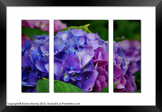 Hydrangeas inShades of Pink ,Blue and Purple Framed Print by Elaine Manley