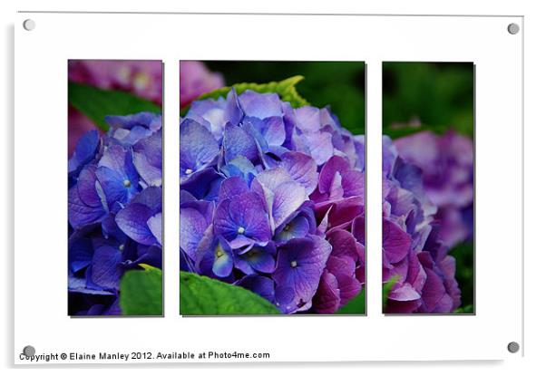 Hydrangeas inShades of Pink ,Blue and Purple Acrylic by Elaine Manley