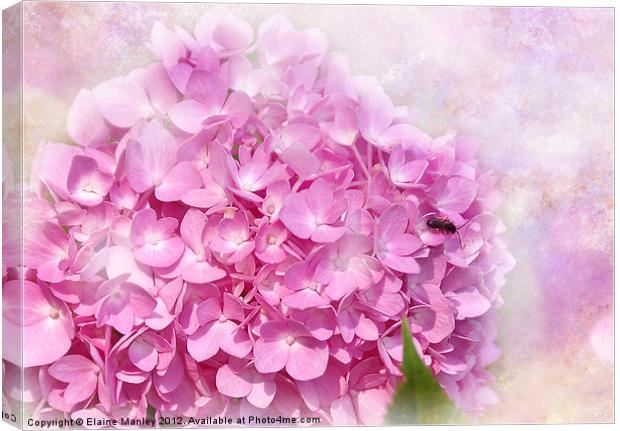 Pink  Hydrangeas Flower Canvas Print by Elaine Manley