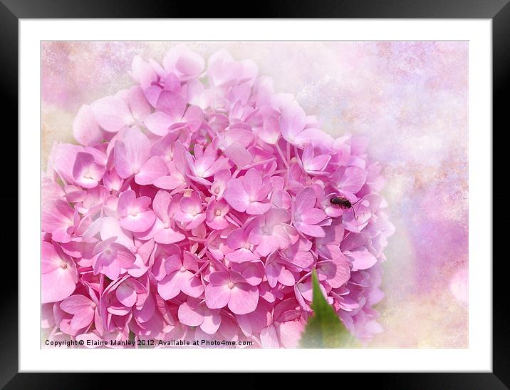 Pink  Hydrangeas Flower Framed Mounted Print by Elaine Manley