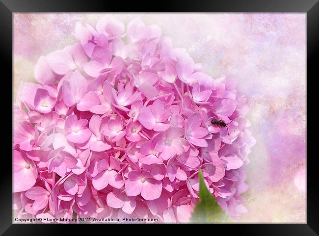 Pink  Hydrangeas Flower Framed Print by Elaine Manley