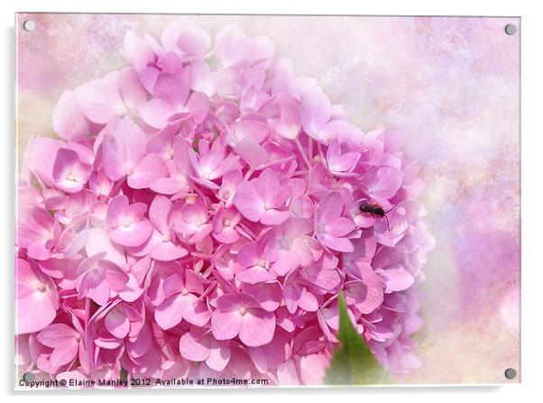 Pink  Hydrangeas Flower Acrylic by Elaine Manley