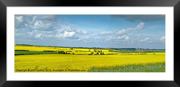 Mellow Yellow- Panoramic Rape Fields North Norfolk Framed Mounted Print by john hartley