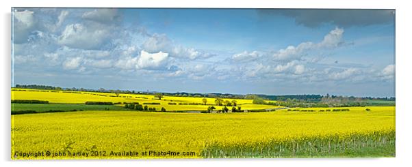 Mellow Yellow- Panoramic Rape Fields North Norfolk Acrylic by john hartley