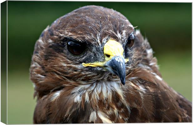 Common Buzzard (Buteo buteo) Canvas Print by Christopher Grant