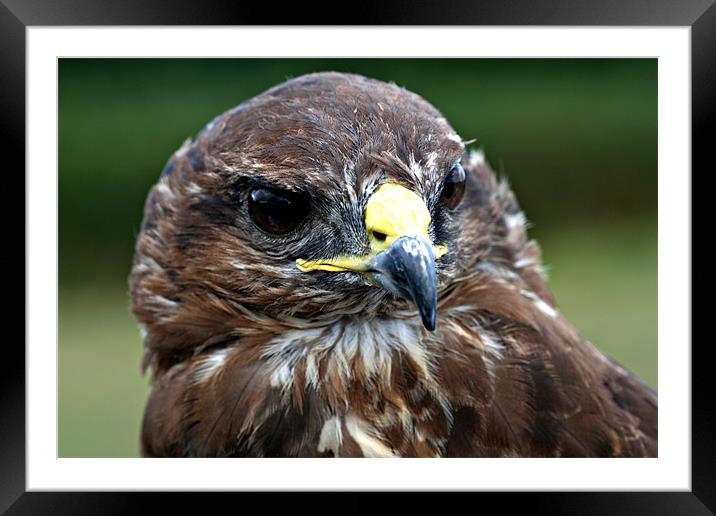 Common Buzzard (Buteo buteo) Framed Mounted Print by Christopher Grant