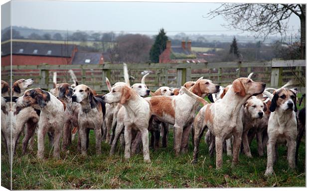 Hounds Canvas Print by david harding