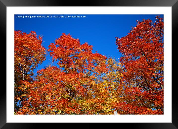 Autumn Maple Trees Framed Mounted Print by justin rafftree