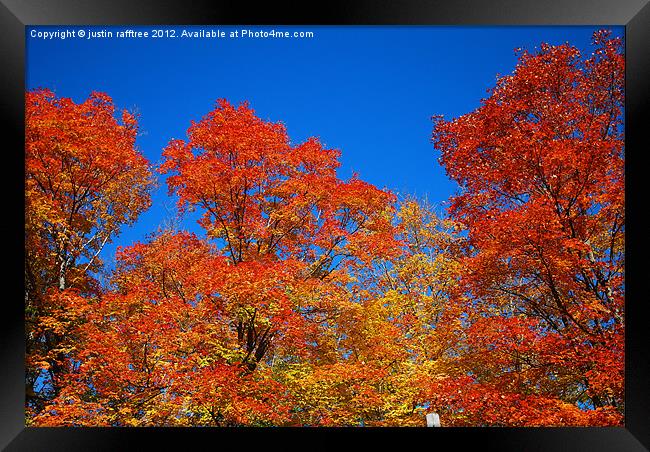 Autumn Maple Trees Framed Print by justin rafftree