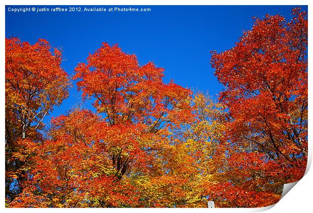 Autumn Maple Trees Print by justin rafftree