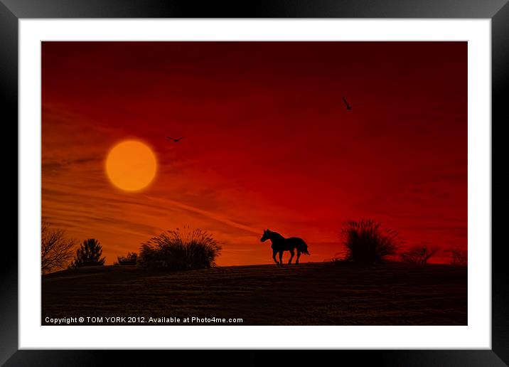 WILD AND FREE Framed Mounted Print by Tom York