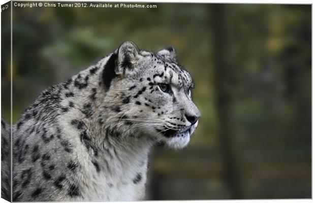 Snow leopard (Uncia uncia or Panthera uncia) Canvas Print by Chris Turner