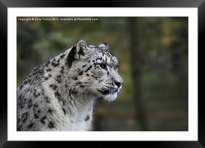Snow leopard (Uncia uncia or Panthera uncia) Framed Mounted Print by Chris Turner