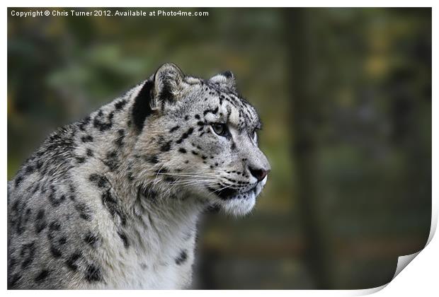 Snow leopard (Uncia uncia or Panthera uncia) Print by Chris Turner