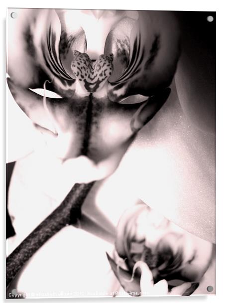 Orchid Portrait Acrylic by Elizabeth Wilson-Stephen