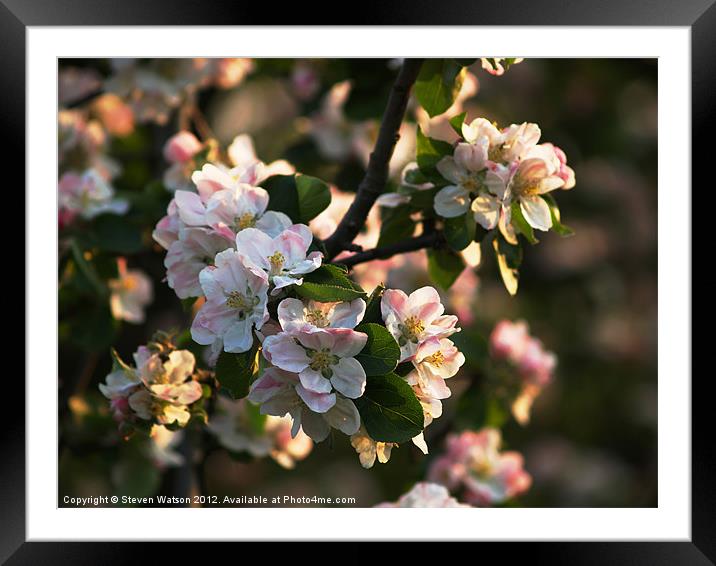 Apple Blossom Framed Mounted Print by Steven Watson