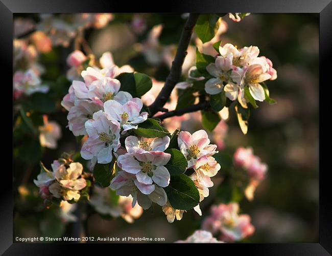 Apple Blossom Framed Print by Steven Watson