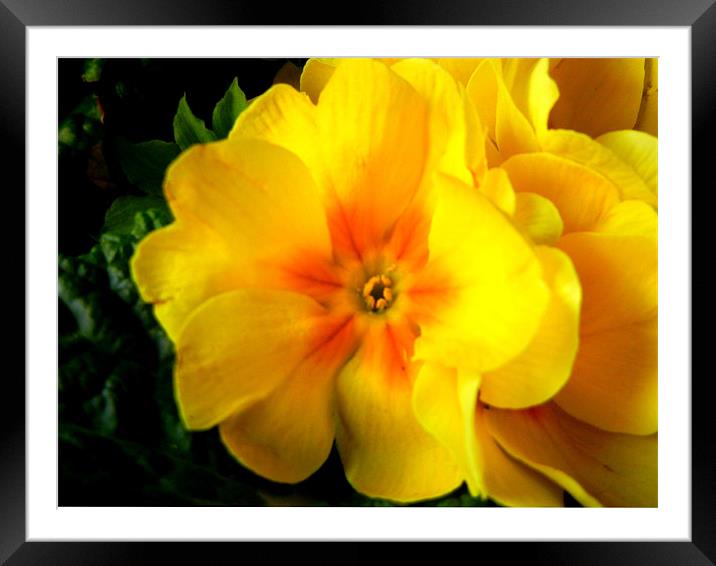 Glowing Yellow Framed Mounted Print by Barbara Schafer