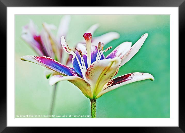Blooming flower Framed Mounted Print by michelle rook