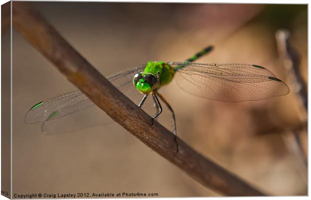 Green Dragon fly Canvas Print by Craig Lapsley