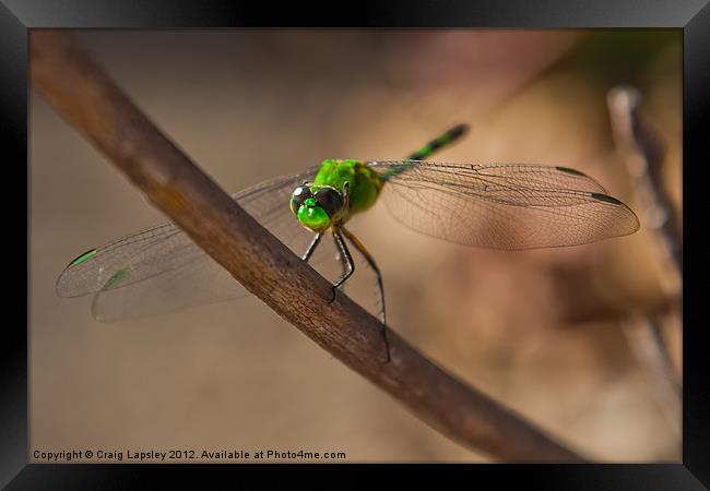 Green Dragon fly Framed Print by Craig Lapsley
