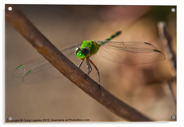 Green Dragon fly Acrylic by Craig Lapsley