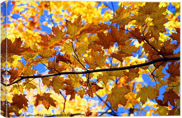 Autumn Maple Branch Canvas Print by justin rafftree