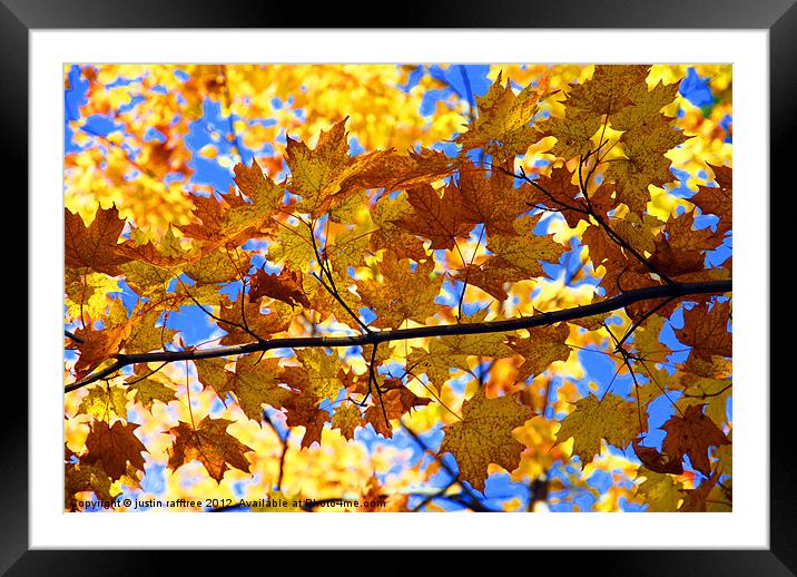 Autumn Maple Branch Framed Mounted Print by justin rafftree