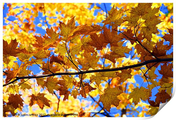Autumn Maple Branch Print by justin rafftree
