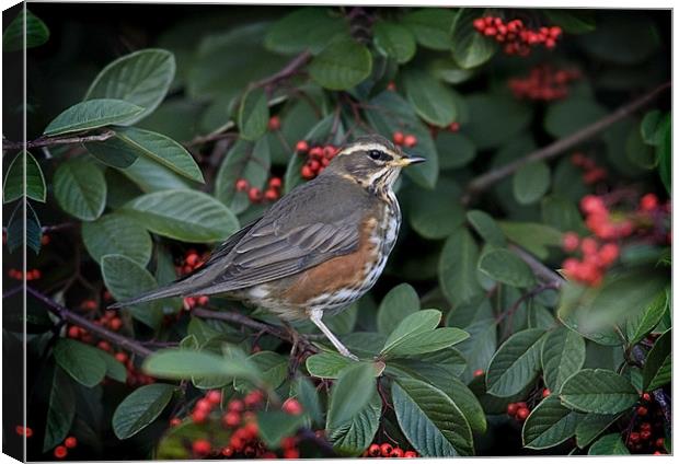 REDWING Canvas Print by Anthony R Dudley (LRPS)