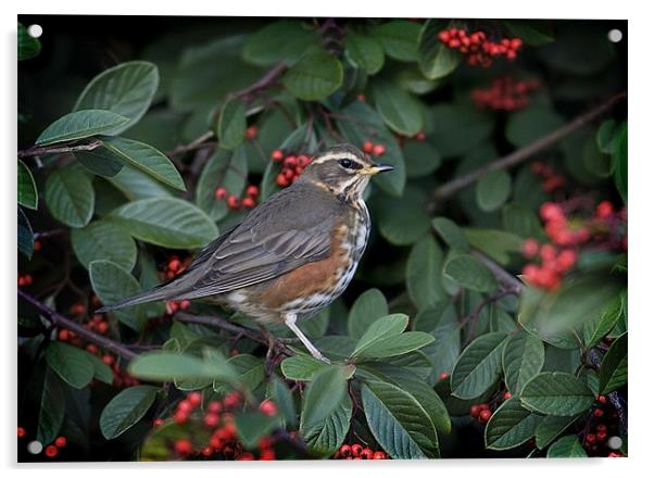 REDWING Acrylic by Anthony R Dudley (LRPS)
